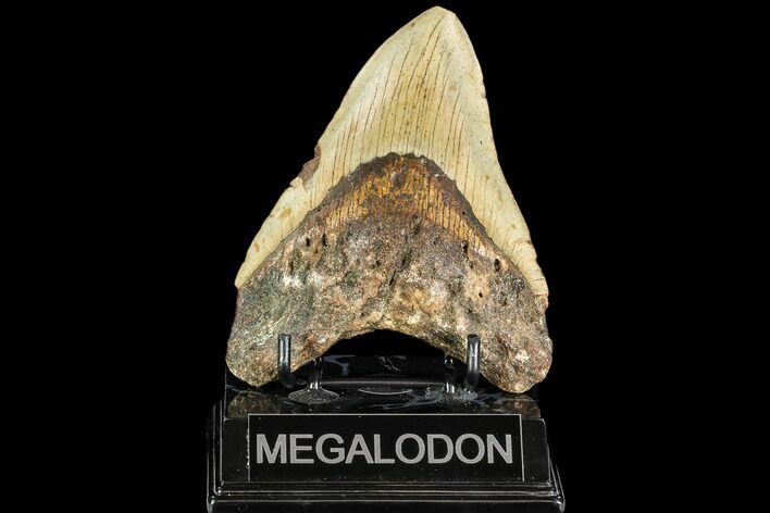 Fossil Megalodon Tooth - North Carolina #108956